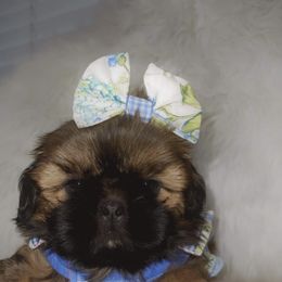 Shih Tzu Puppies from Socal Mother Of Shih Tzus