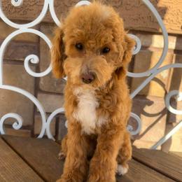 Sugie - Poodle