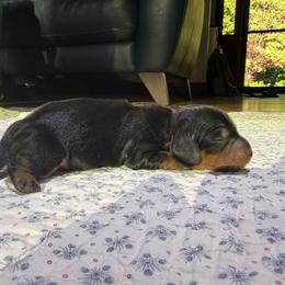 Dachshund Puppies from Little Doxie Farm