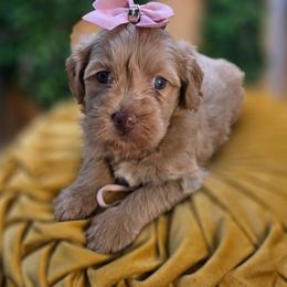 Amber - Apricot female Goldendoodle puppy in Decatur, Tennessee from Diamond's Doodles