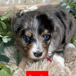 Aussiedoodle Puppies from Doodles by Dada