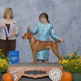 Vizsla All Grown Up from Arailek Vizslas