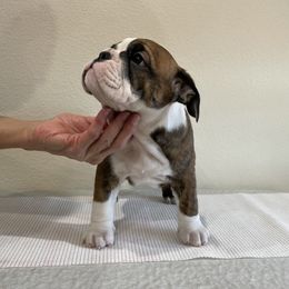 Bulldog All Grown Up from Kokopelli Bulldogs