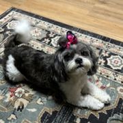 Lady - Shichon