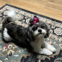 Lady - Shichon