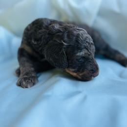 Spooky - Red phantom male Aussiedoodle puppy in Berrien Spring, Michigan from Red Bud Beautiful Doodles