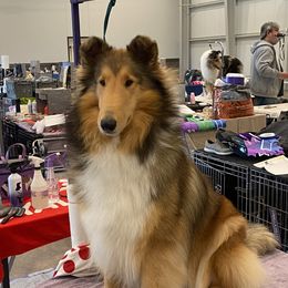 Charlotte - Collie