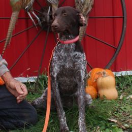 Roxy - German Shorthaired Pointer