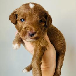 Willow - Apricot female Goldendoodle puppy in Auburn, Indiana from Martin’s Doodles