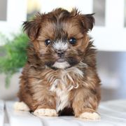 Maltipoo, Shichon, and Shihpoo Puppies from Timbercreek Puppies