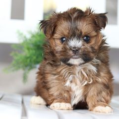 Maltipoo, Shichon, and Shihpoo Puppies from Timbercreek Puppies