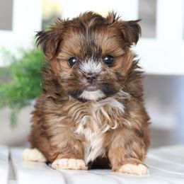 Maltipoo, Shichon, and Shihpoo Puppies from Timbercreek Puppies