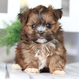 Maltipoo, Shichon, and Shihpoo Puppies from Timbercreek Puppies