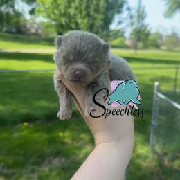 Alfredo - Lavender male Pomeranian puppy in Perry County, Ohio from Speechless Pom’s
