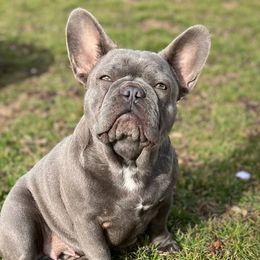 Willow - French Bulldog