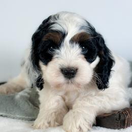 Venus - Black and white female Cockapoo puppy in Pledger, Texas from Sugarbear Cockapoos