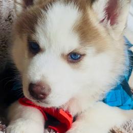 Cairo (Cai) - Red and white male Siberian Husky puppy in Atlanta, Georgia from Lobban Huskies