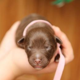 Reba - Red tri-color female Australian Shepherd puppy in Turlock, California from HCA Aussies