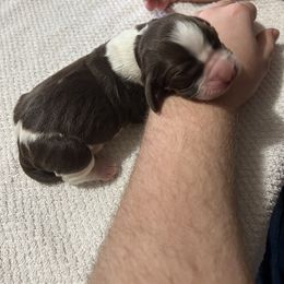 Girl 1 - White and liver English Springer Spaniel puppy in Wells, Vermont from Everyday Sunshine Springers