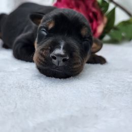 Doberman Pinscher Puppies from Makkr Ridge Dobermans LLC
