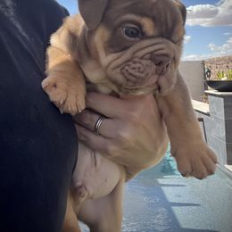 Bulldog and French Bulldog Puppies from JuneBug Bullies