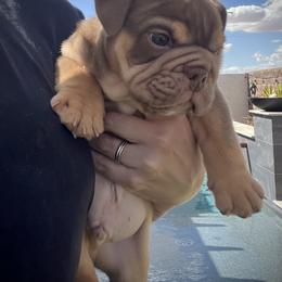 Bulldog and French Bulldog Puppies from JuneBug Bullies