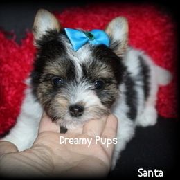 AKC Santa - Black tan and white male Biewer Terrier puppy in Kennesaw, Georgia from Dreamy Pups