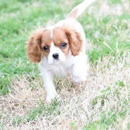 Timmy - Blenheim male Cavalier King Charles Spaniel puppy in Lawton, Oklahoma from Lindsey’s Cavies
