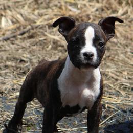 Firefly - Red brindle female American Staffordshire Terrier puppy in Guilford County, North Carolina from Explicit Kennel