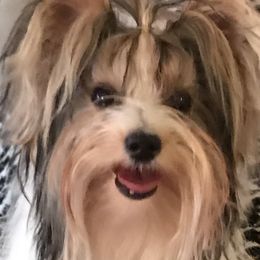 Melania  - Biewer Terrier