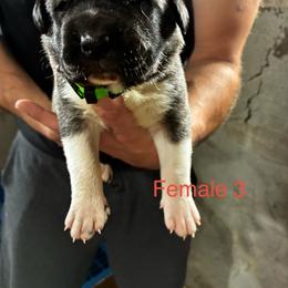 Girl 3 - Fawn female Anatolian Shepherd Dog puppy in Daggett, Michigan from T&S Anatolians