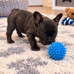 Thelma - Brindle and white female French Bulldog puppy in Grand Praire, Texas from Von Darr Kennels