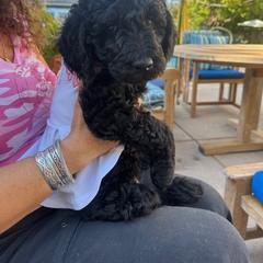 Double Doodle Puppies from Goldendoodle Labradoodle MIX !!!