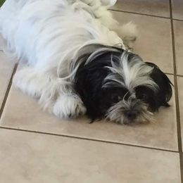 Shih Tzus from Amarilys ShihTzus