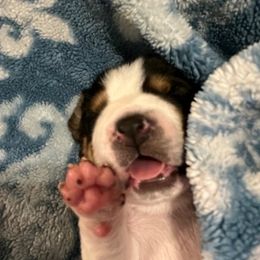 Beagle Puppies from sarah light