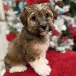 Buzz - Gold sable male Havapoo puppy in South Jordan, Utah from Lady Paws Puppies - Cassie