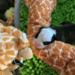 Girl 4 - Brindle female Bulldog puppy in Tierra Verde, Florida from Destiny Kennel