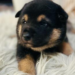 Buddy - Black and tan male Shiba Inu puppy in Natural Bridge, Virginia from Rockbridge Puppies
