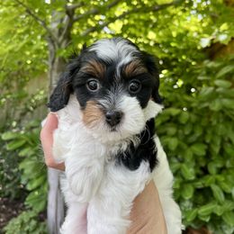 Cavapoo and Havapoo Puppies from Meadowlark Doodles