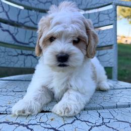 Peaches with training - Red and white female Cockapoo puppy in Boonville, North Carolina from Doods & Dolls