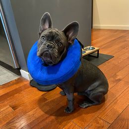 French Bulldog Puppies from Bleu Rock French Bulldogs