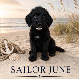 Sailor June - Black female Double Doodle puppy in Whitsett, North Carolina from Rock Creek Doodles NC