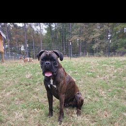 Rascal - Boxer