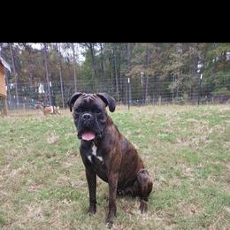 Rascal - Boxer