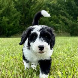 Boot Scootin' - Black and white female Sheepadoodle puppy in Adams, Nebraska from Boxcar Doodles and Poodles