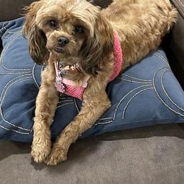 Bernedoodle, Poodle, and Shihpoo All Grown Up from Sue Watkins