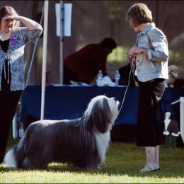 Justin - Bearded Collie