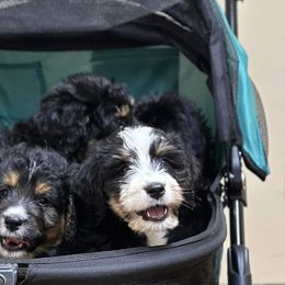 Bernedoodles, Cavalier King Charles Spaniels, Cavapoos, Goldendoodles, and Shihpoos from NC Doodle Puppies