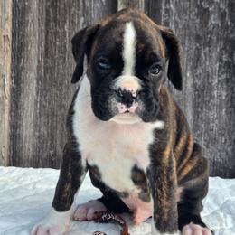 Jack - Brindle male Boxer puppy in Preston, Maryland from Katie's Pups