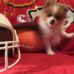 Pomeranian Puppies from Regal Poms